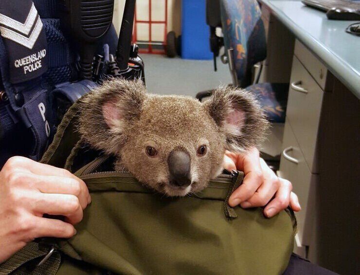 Australia Koala
